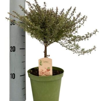 Thymus Silver Queen "op stam"