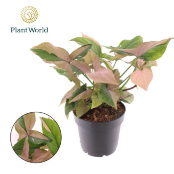 Syngonium 'Red Spot Tricolor'