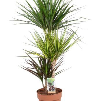 Dracaena Carnaval 60-30-15 (Marginata, Sunray, Magenta)