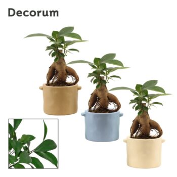 Ficus ginseng 6 cm retusa in Charlotte (Nature world-collection)