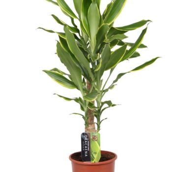 Dracaena Golden Coast, 17 cm pot