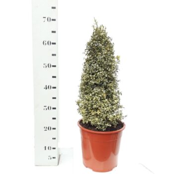 Buxus sempervirens 'Elegans'