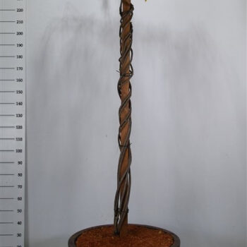 Wisteria brach. 'Yokohama fuji'