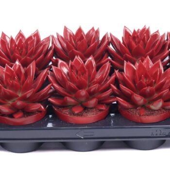Echeveria painted red