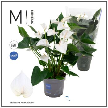 Anthurium White