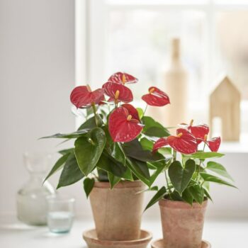 Anthurium Red