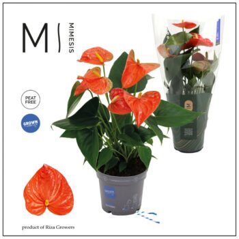 Anthurium Oranje