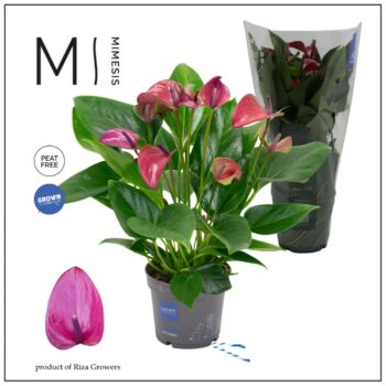 Anthurium Purple