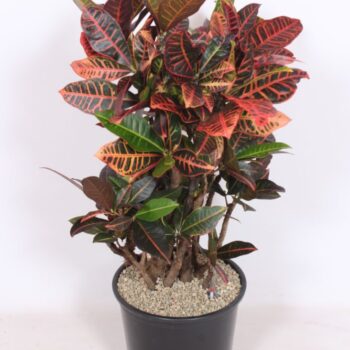 Codiaeum Petra (Croton Petra)