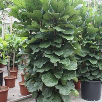 Ficus Lyrata 6 per pot