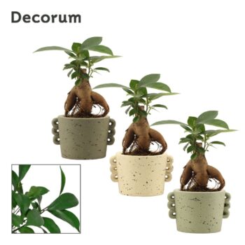 Ficus ginseng 6 cm retusa in Dione (Nature world-collection)