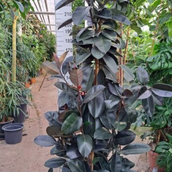 Ficus Elastica Abidjan