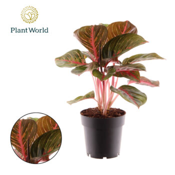 Aglaonema Crete