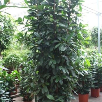 Ficus Cyathistipula 6 per pot