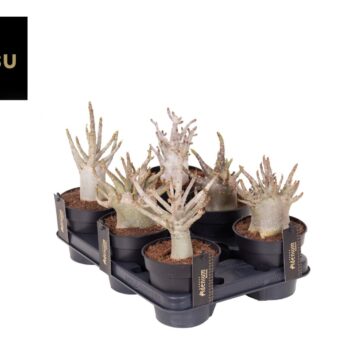 Adenium "Ansu" Baobab