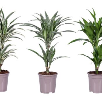 Dracaena deremensis mix