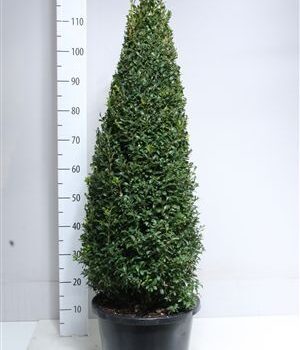 Buxus piramide 100 cm