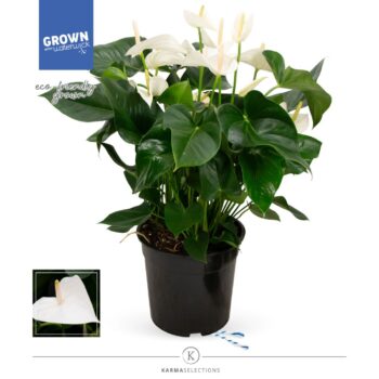Anthurium White