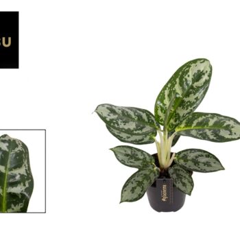 Aglaonema Amazon Silver