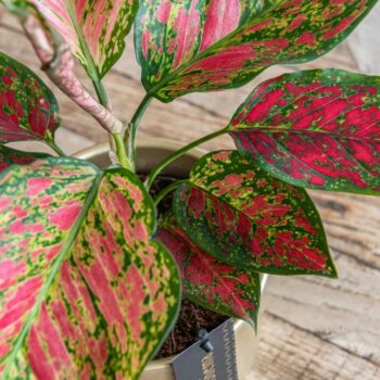 Aglaonema Coral Red