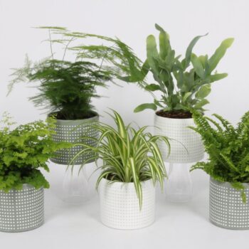 Groen Mix 12cm - Classic - Surrey