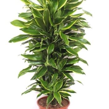 Dracaena Golden Coast