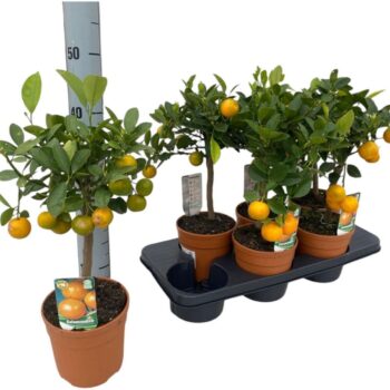 Citrus calamondin "op stam"