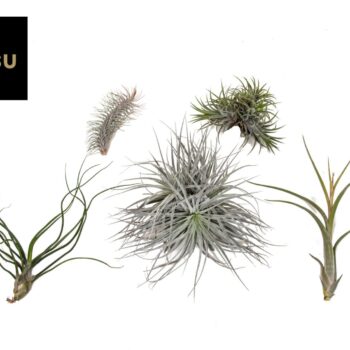 Tillandsia Exclusive Mix