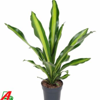 Dracaena Burley kopstek