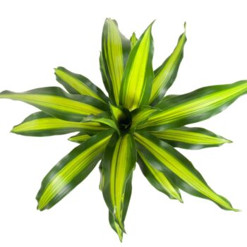 Dracaena Burley kopstek