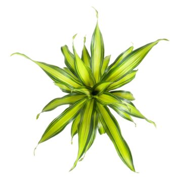 Dracaena Charley kopstek