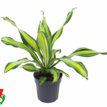 Dracaena Charley kopstek