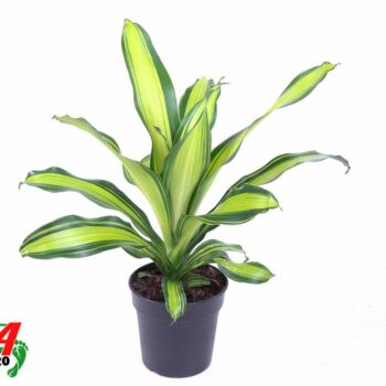 Dracaena Charley kopstek
