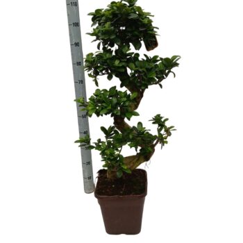 Ficus microcarpa