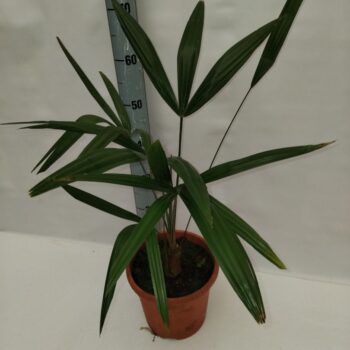 Trachycarpus fortunei