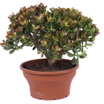 Crassula Minor