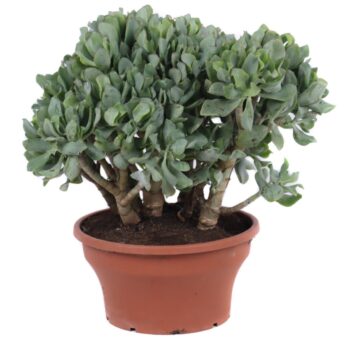 Crassula Arborescens Cristaat