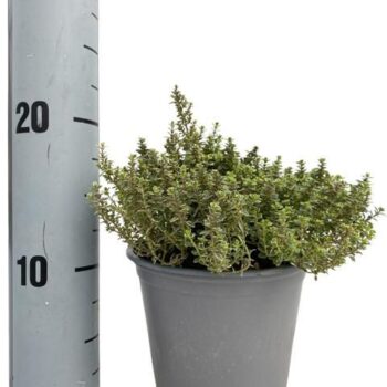 Thymus citriodorus Lady D