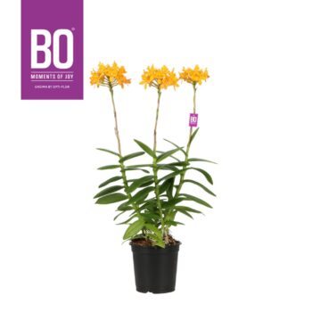 Epidendrum Yellow