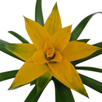 Guzmania Desire (Yellow)