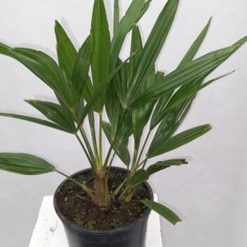 Trachycarpus Fortunei