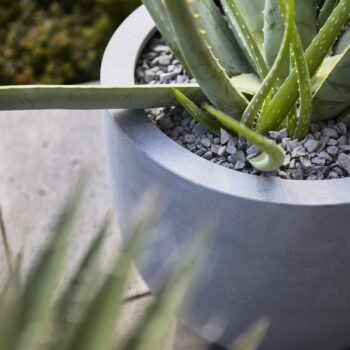 Argento New Egg Pot 36