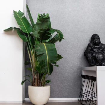 Grigio New Egg Pot 36