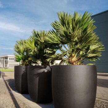 Grigio Tall Egg Pot 40