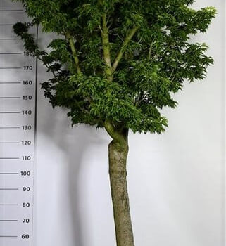 Acer pal. 'Shishigashira'