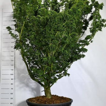 Acer pal. 'Shishigashira'