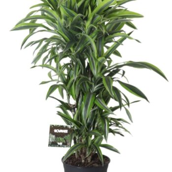 Dracaena Lemon Lime