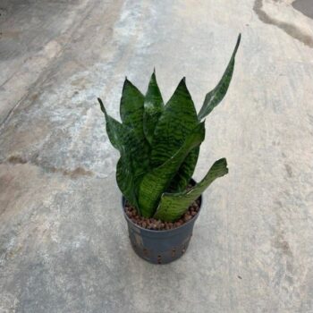 Sansevieria zeylanica compacta 13/12 h25