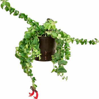 Aeschynanthus lobbianus 'Scoubidou' Hanger