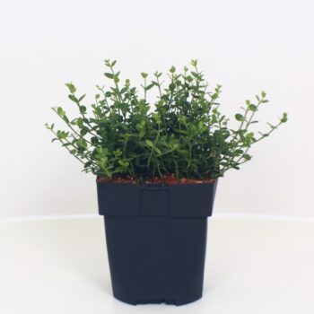 Euonymus fortunei 'Minimus' P17